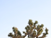 Joshua Tree National Park
