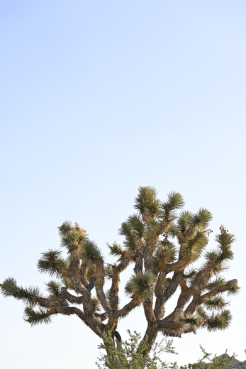 Joshua Tree National Park