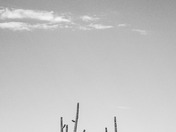 Saguaro National Park