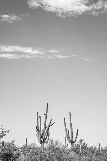 Saguaro National Park