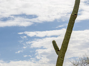 Saguaro National Park