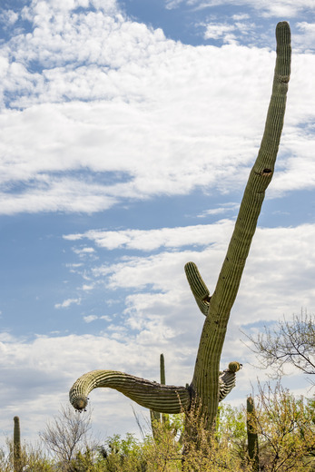 Saguaro National Park