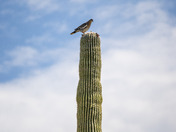 Saguaro National Park