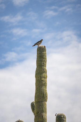 Saguaro National Park