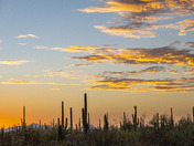 Saguaro National Park