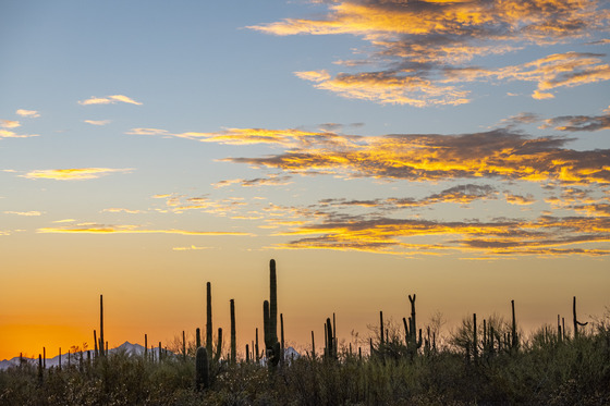 Saguaro National Park