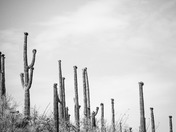 Saguaro National Park