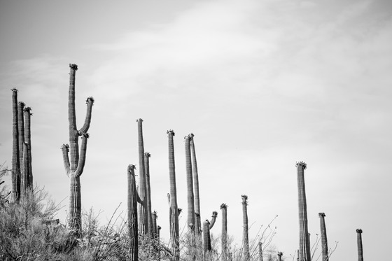Saguaro National Park