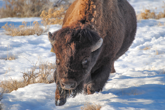 Yellowstone National Park