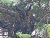 Long Eared Owl