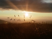 Max Patch