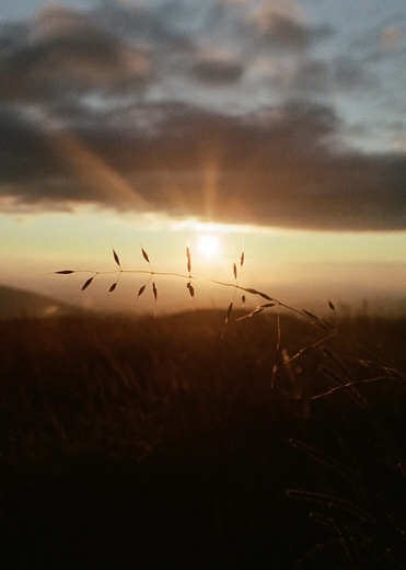 Max Patch