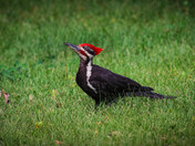Male Pileated