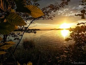 Golden hour leaves... 