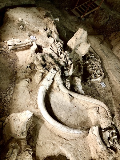 Waco Mammoth National Monument