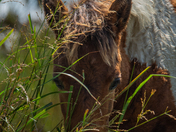 Assateague Island National Seashore