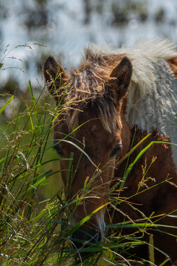 Assateague Island National Seashore