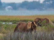 Assateague Island National Seashore