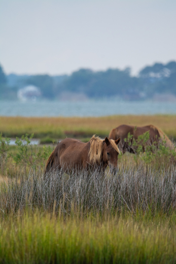 Assateague Island National Seashore