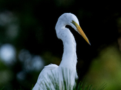 Assateague Island National Seashore