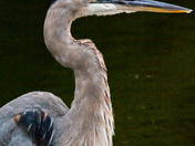 Assateague Island National Seashore