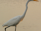 Assateague Island National Seashore