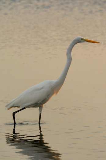 Assateague Island National Seashore