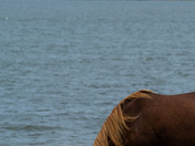 Assateague Island National Seashore