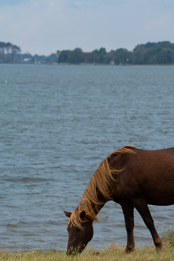 Assateague Island National Seashore
