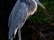Assateague Island National Seashore