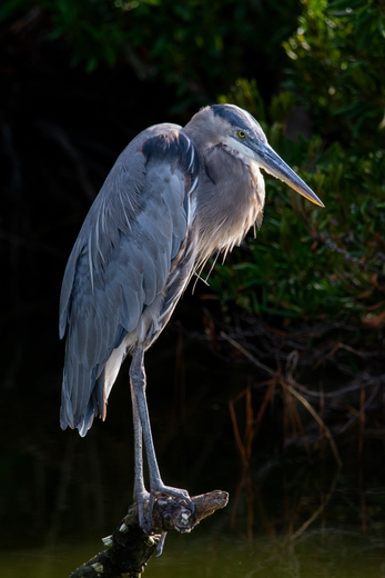 Assateague Island National Seashore