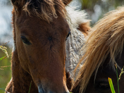 Assateague Island National Seashore