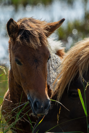 Assateague Island National Seashore