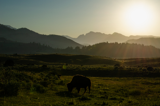 Yellowstone National Park
