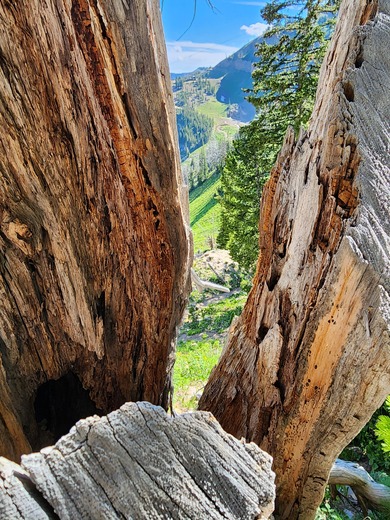 Bridger-Teton National Forest