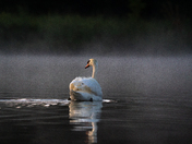 Moody Mute Swan 