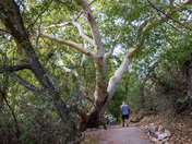 Gila National Forest