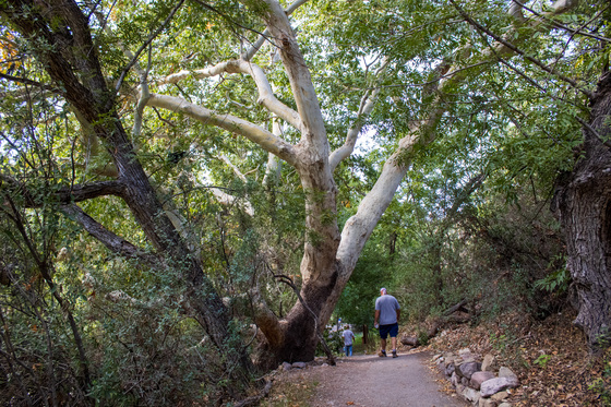 Gila National Forest