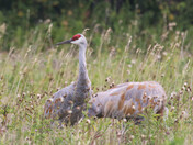 Sandhill Cranes