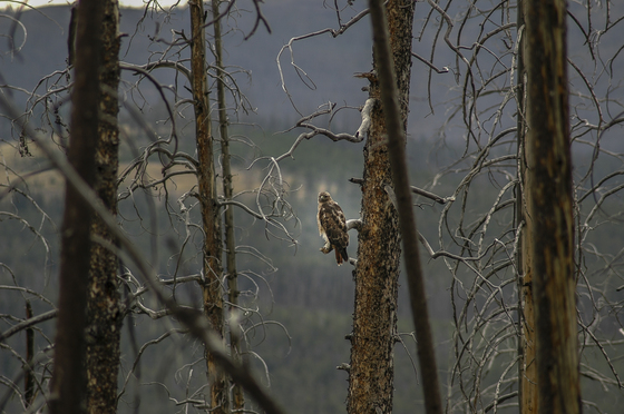 Yellowstone National Park