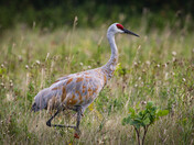 Sandhill Crane (aka Big Bird)