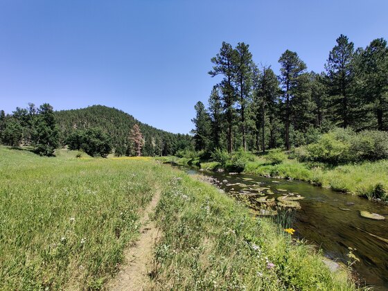 Black Hills National Forest