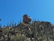 Saguaro National Park