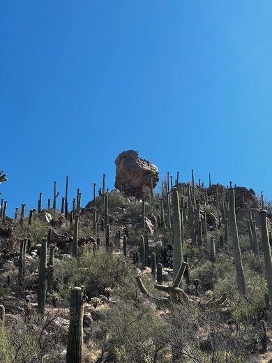 Saguaro National Park