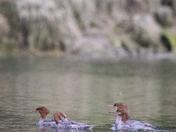 Female red-breasted Mergansers swimming in an inlet