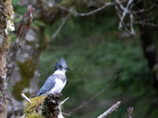 Male belted Kingfisher perching on a tree
