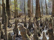 Congaree National Park