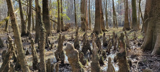 Congaree National Park