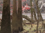 Congaree National Park