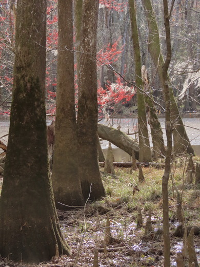 Congaree National Park